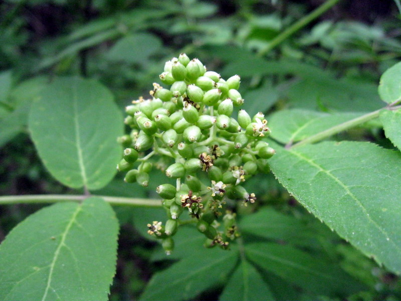 Image of Sambucus racemosa specimen.