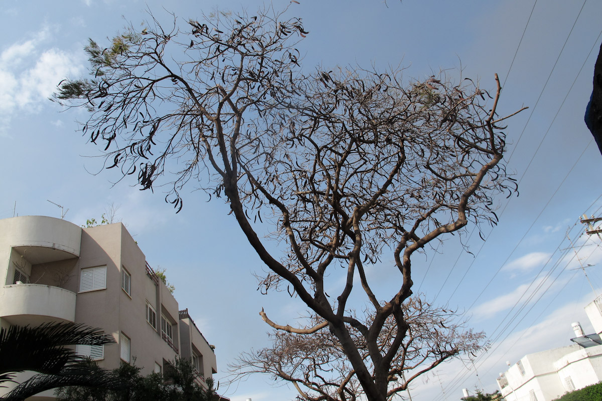 Image of Delonix regia specimen.