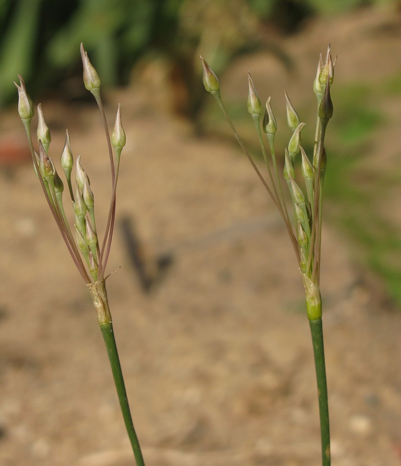 Image of Allium margaritae specimen.