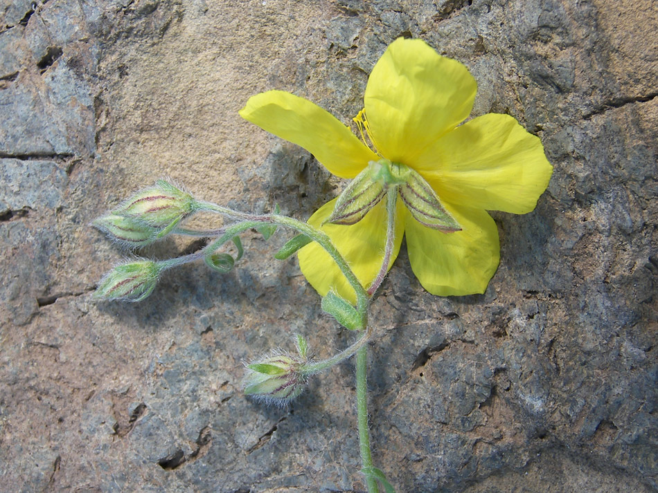 Image of Helianthemum ovatum specimen.