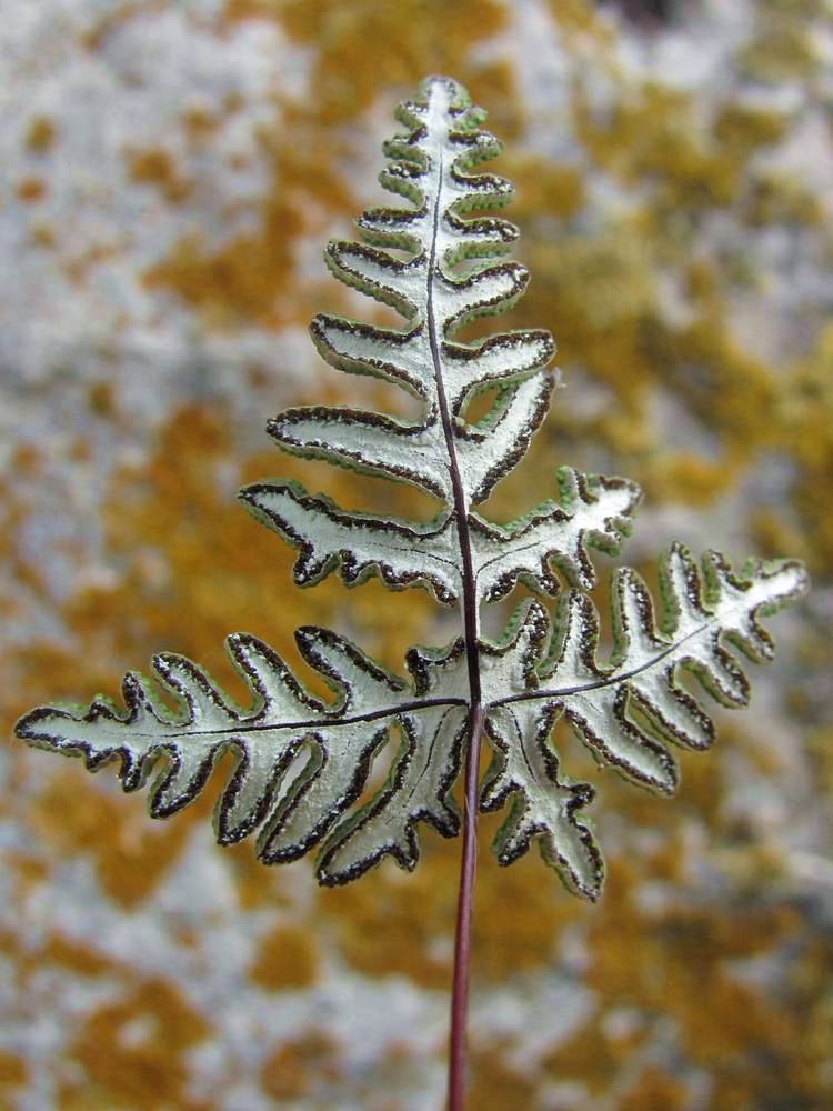 Image of Aleuritopteris argentea specimen.