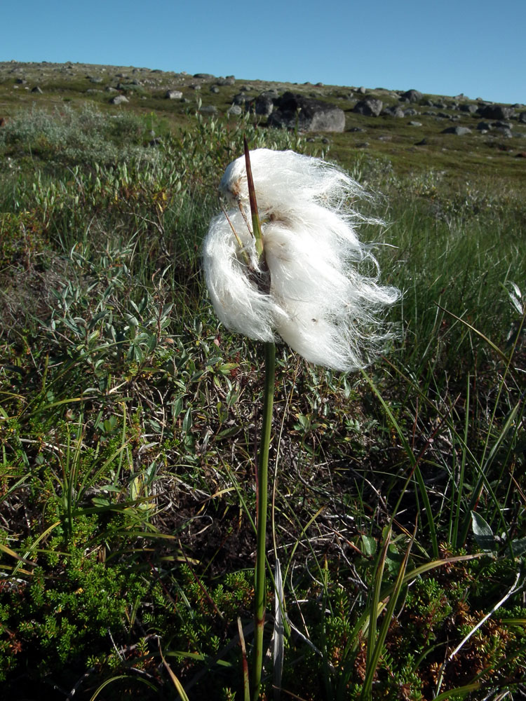 Изображение особи Eriophorum angustifolium.