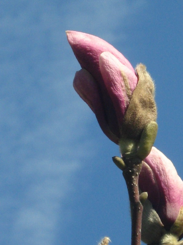 Image of Magnolia &times; soulangeana specimen.