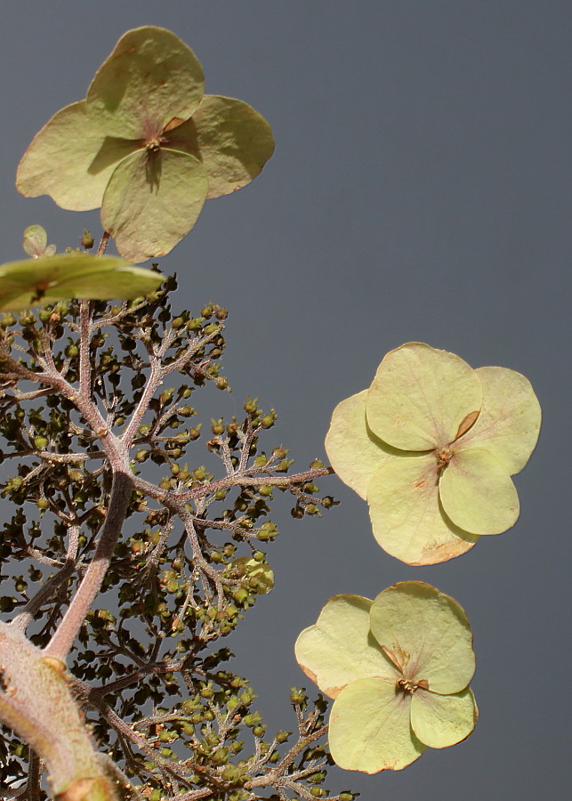 Image of Hydrangea aspera specimen.