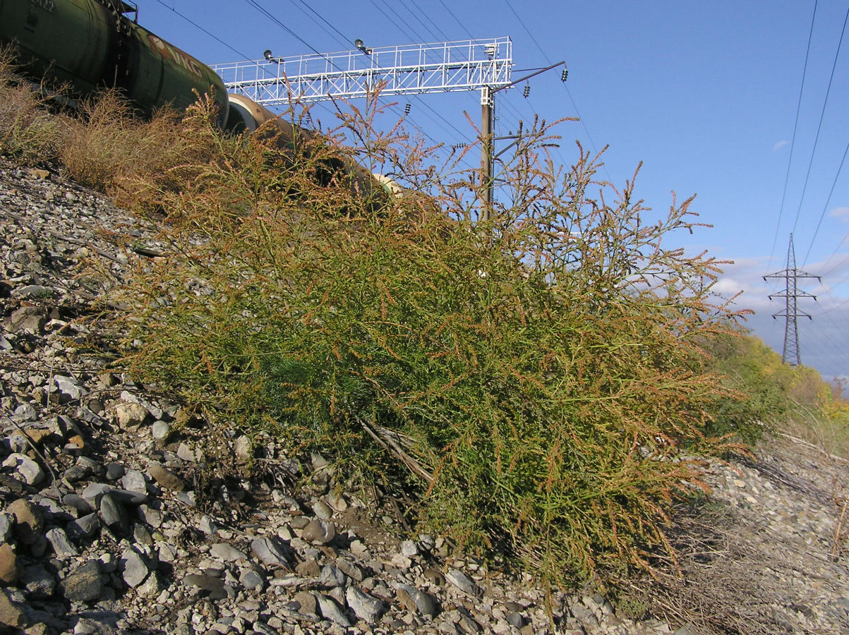 Image of Salsola collina specimen.