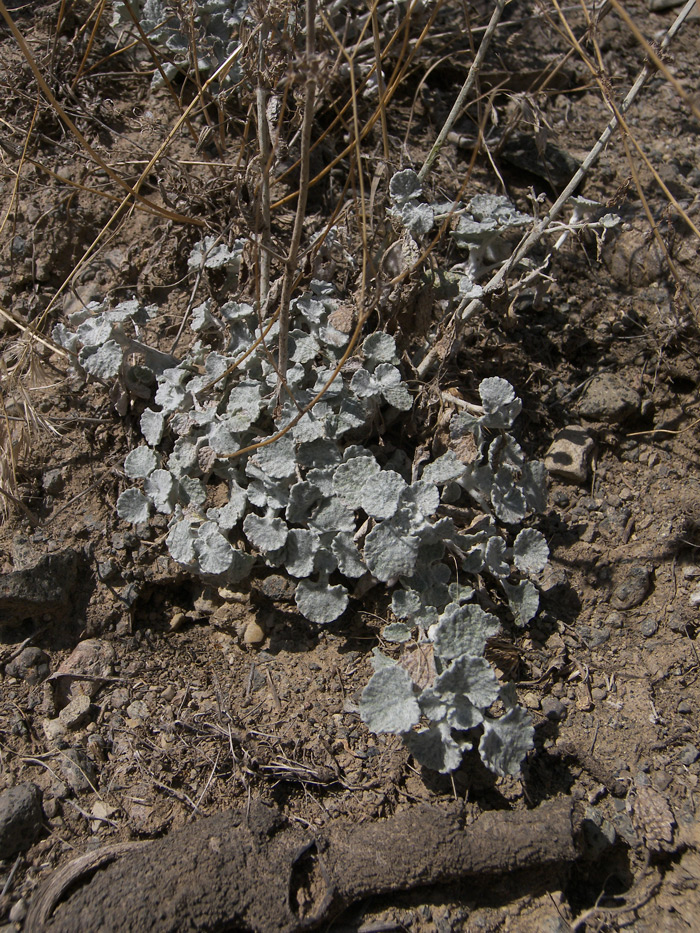 Image of Marrubium persicum specimen.