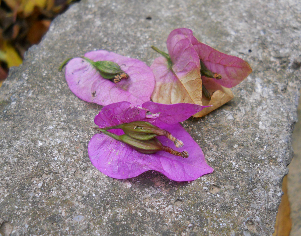 Изображение особи род Bougainvillea.