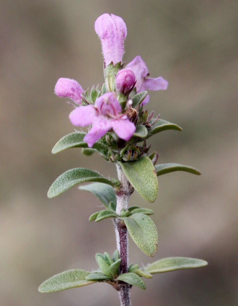 Image of Thymus bashkiriensis specimen.