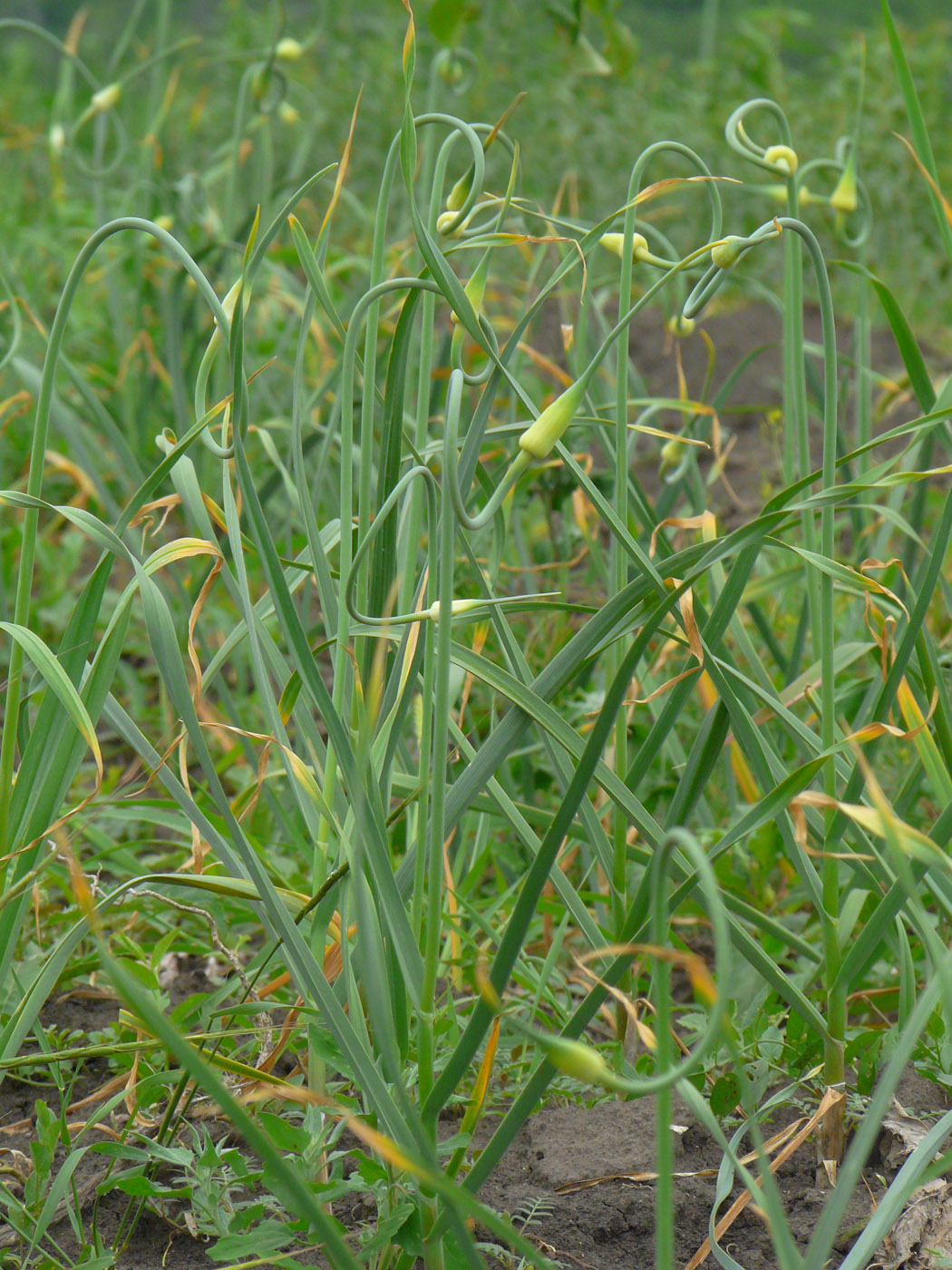 Image of Allium sativum specimen.