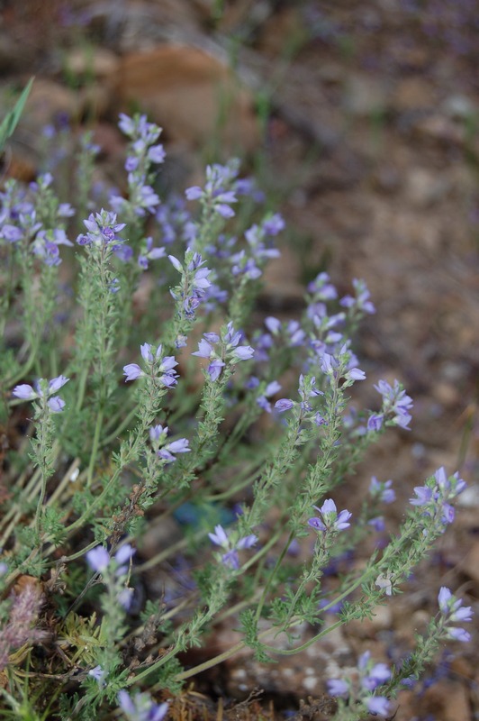 Image of Veronica capsellicarpa specimen.