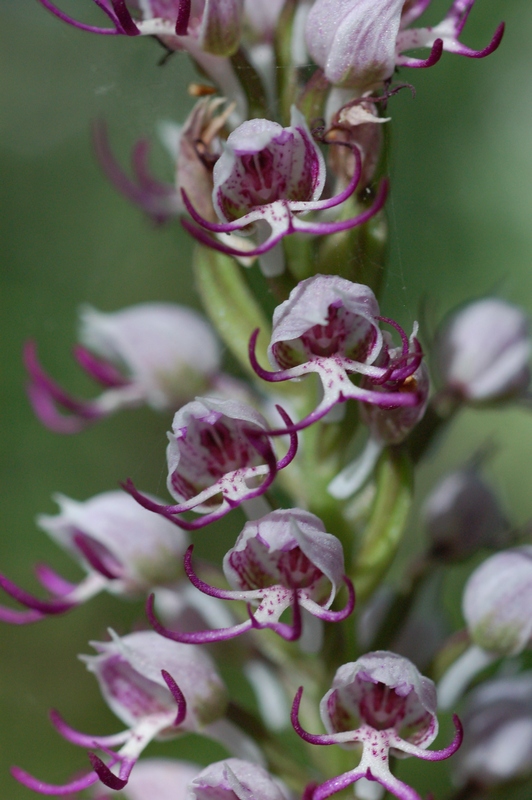 Image of Orchis simia specimen.