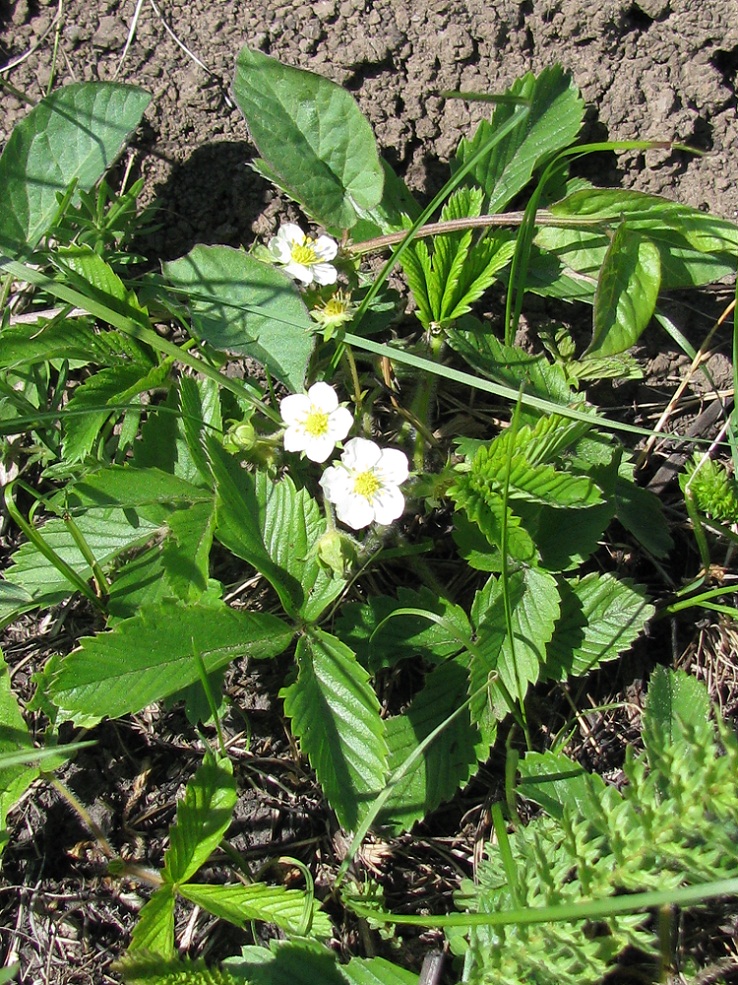 Изображение особи Fragaria campestris.