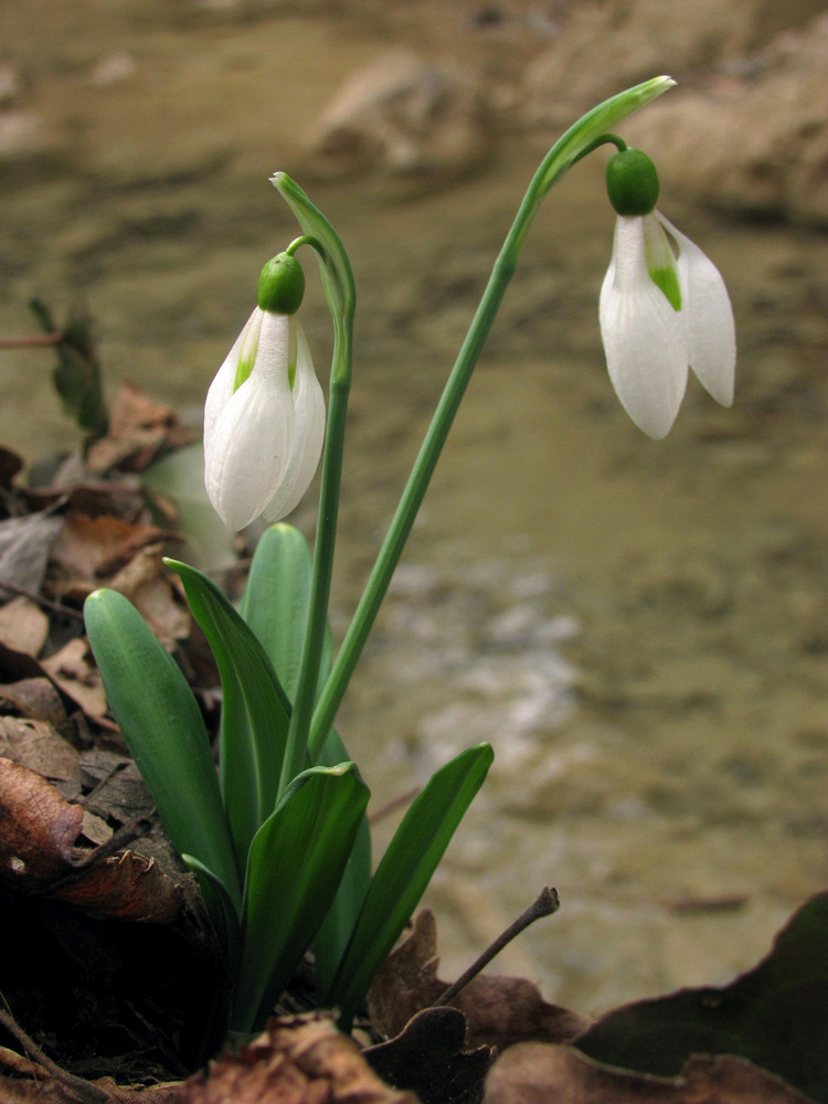 Изображение особи Galanthus plicatus.