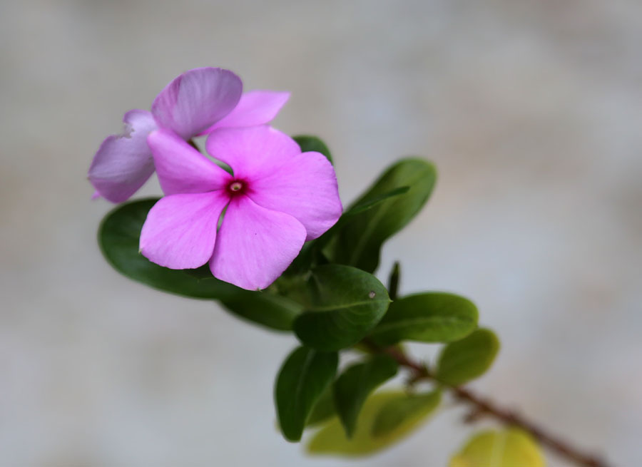 Изображение особи Catharanthus roseus.