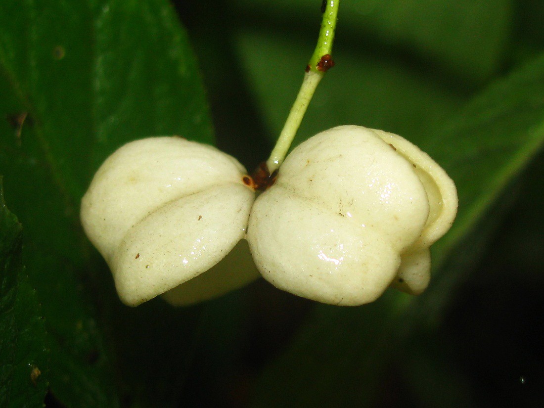 Image of Euonymus europaeus specimen.