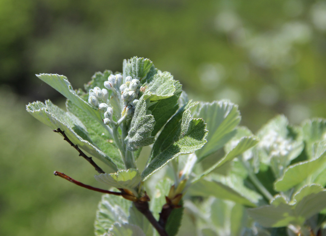 Image of Sorbus taurica specimen.