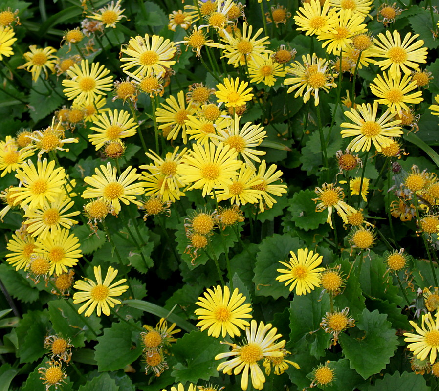 Image of Doronicum orientale specimen.