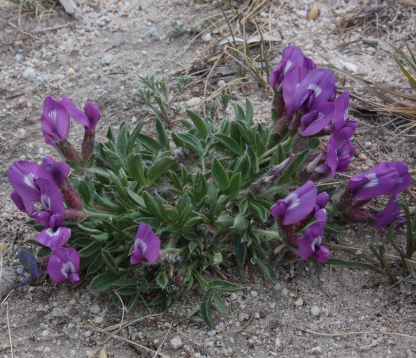 Image of Oxytropis triphylla specimen.