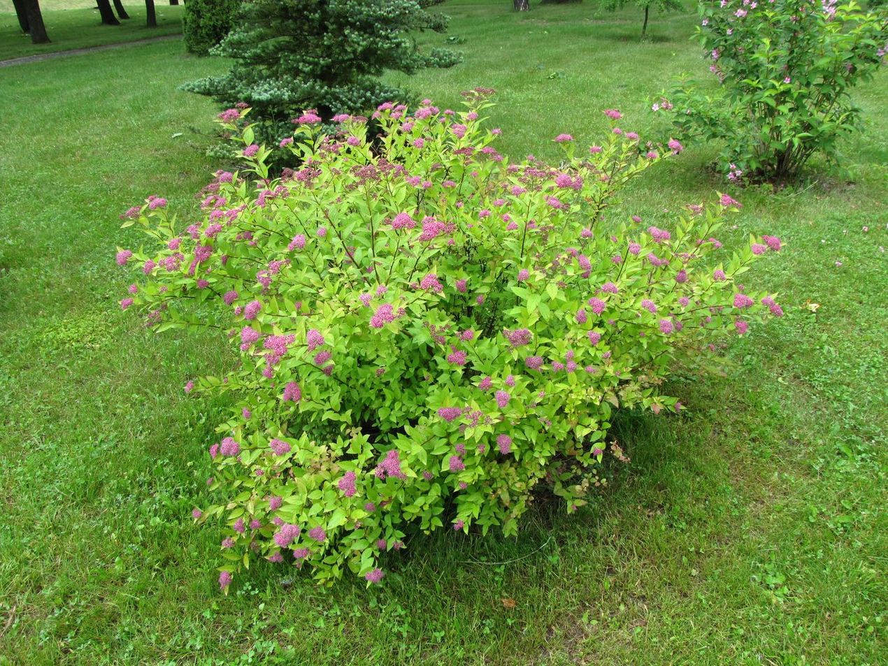 Image of Spiraea japonica specimen.