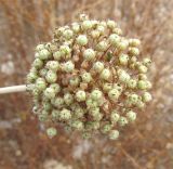 Allium truncatum. Соплодие. Израиль, г. Беэр-Шева, рудеральное местообитание. 29.06.2013.