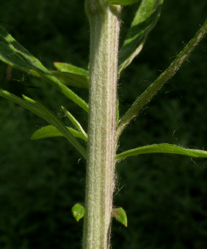 Image of Artemisia argyi specimen.