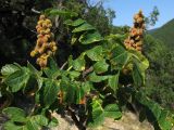 Rhus coriaria