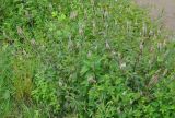 Celosia spicata. Цветущие растения. Таиланд, национальный парк Си Пханг-нга. 21.06.2013.