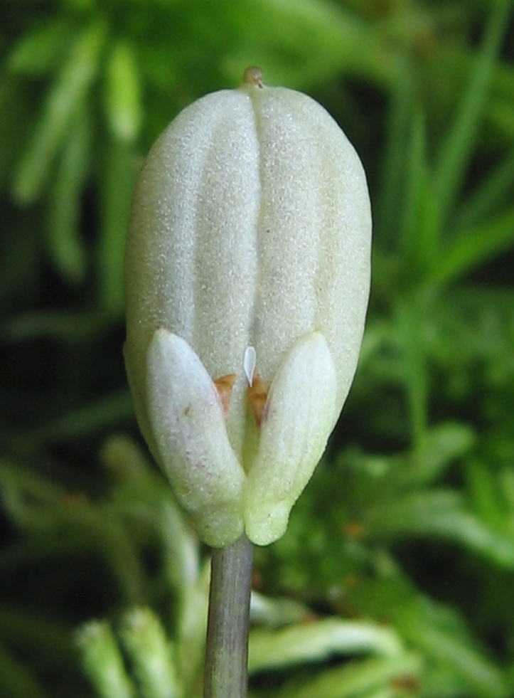 Image of Viola palustris specimen.