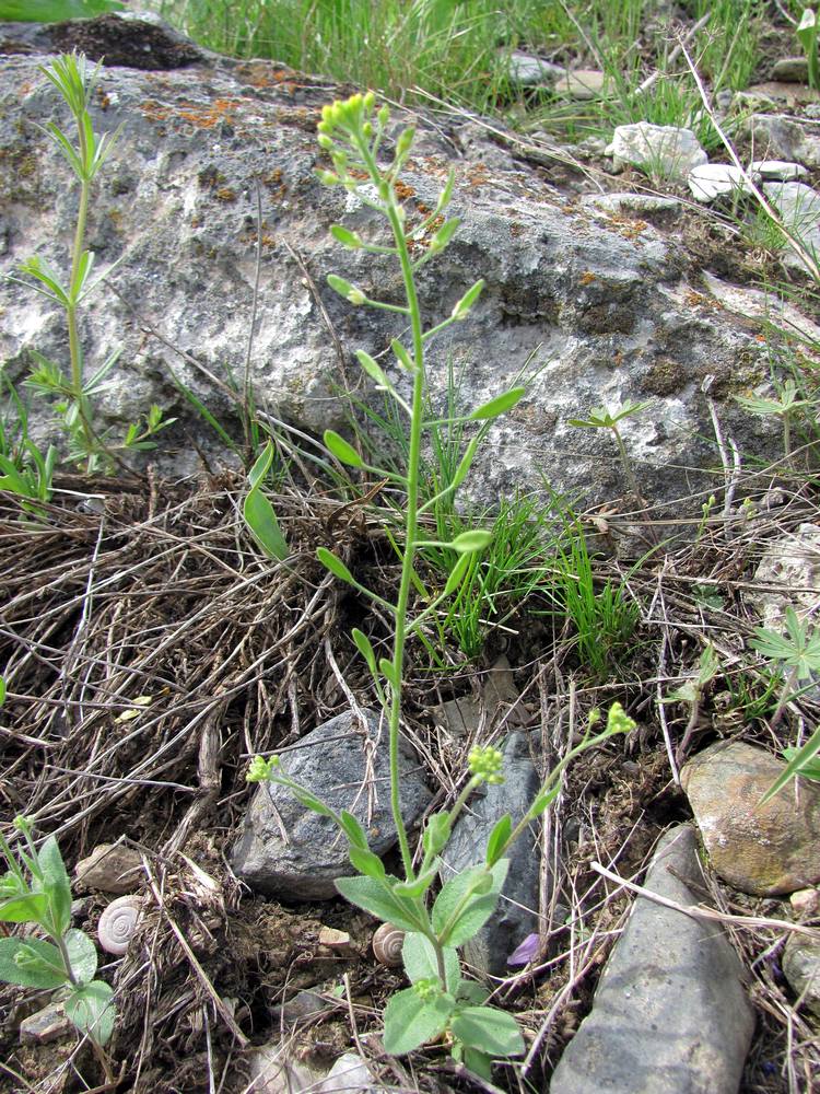 Image of Draba huetii specimen.