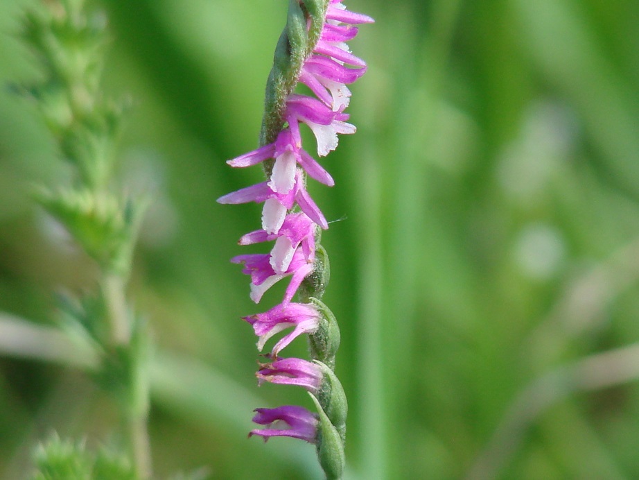 Image of Spiranthes australis specimen.