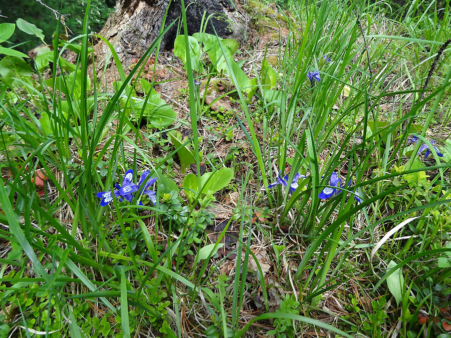 Image of Iris ruthenica specimen.