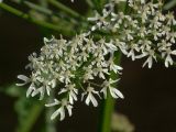 Heracleum sphondylium. Часть соцветия. Украина, Закарпатская обл., Свалявский р-н, берег пруда в урочище Ждимир. 16 июля 2013 г. .