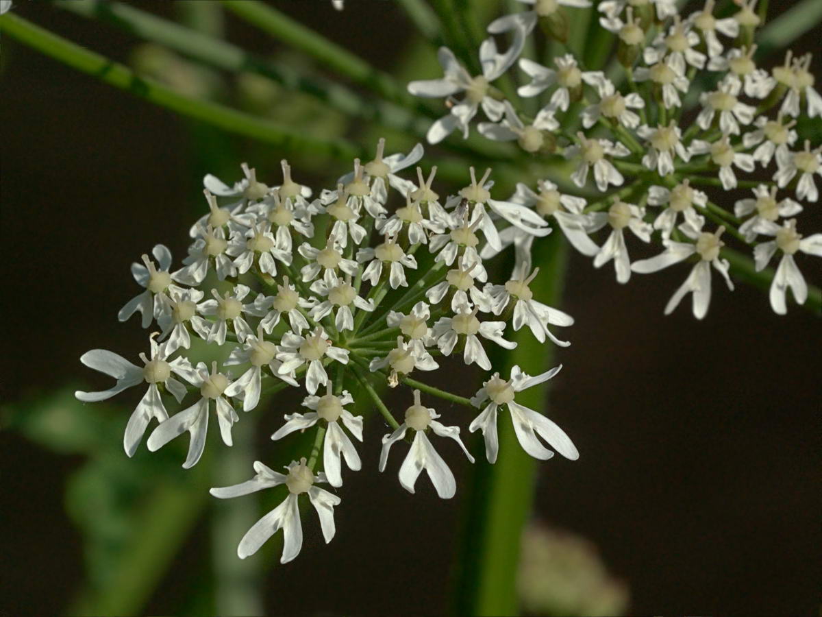 Image of Heracleum sphondylium specimen.