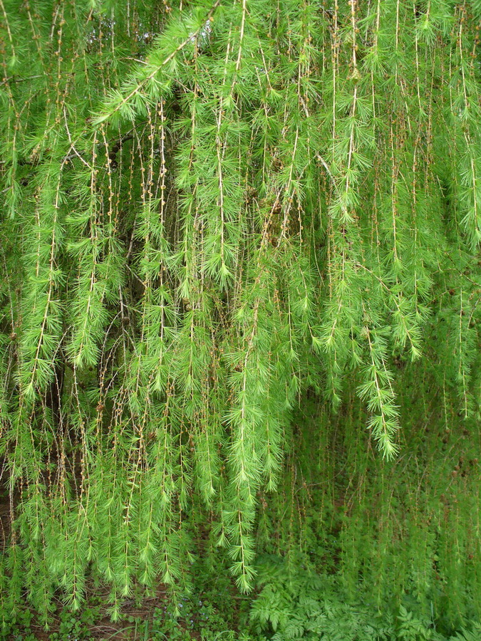 Image of Larix &times; polonica specimen.