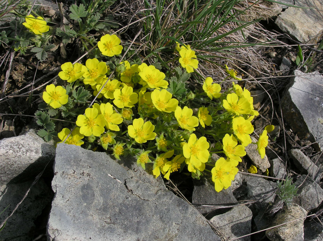 Изображение особи Potentilla incana.