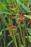 Heliconia × rauliniana. Побеги с соцветиями. Таиланд, национальный парк Си Пханг-нга. 19.06.2013.