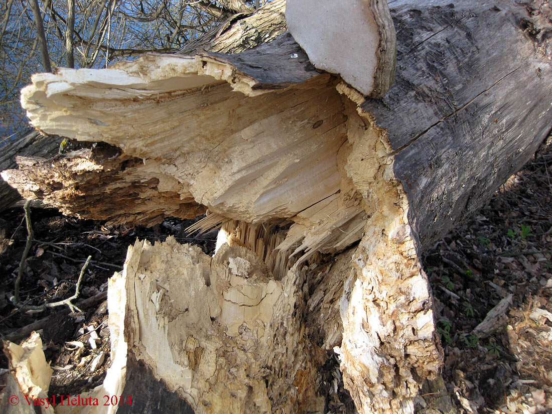 Image of Populus tremula specimen.