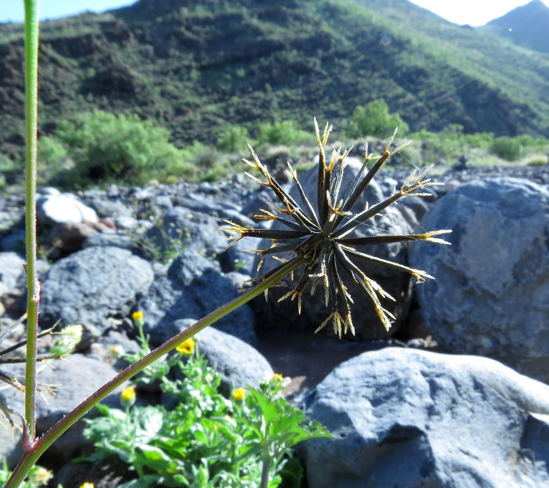 Image of Bidens pilosa specimen.