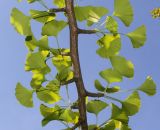 Ginkgo biloba