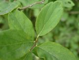 Spiraea media