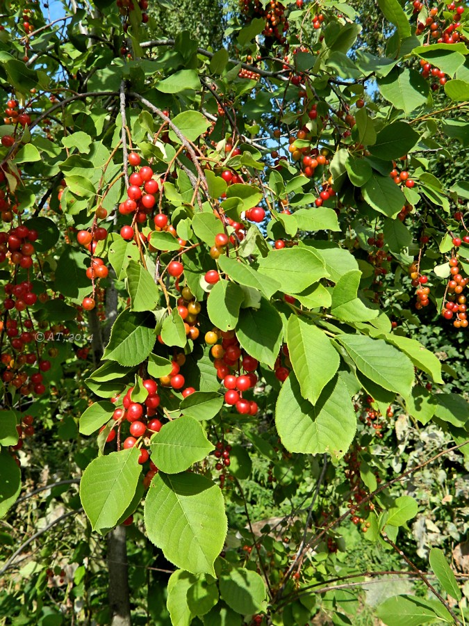 Image of Padus virginiana specimen.