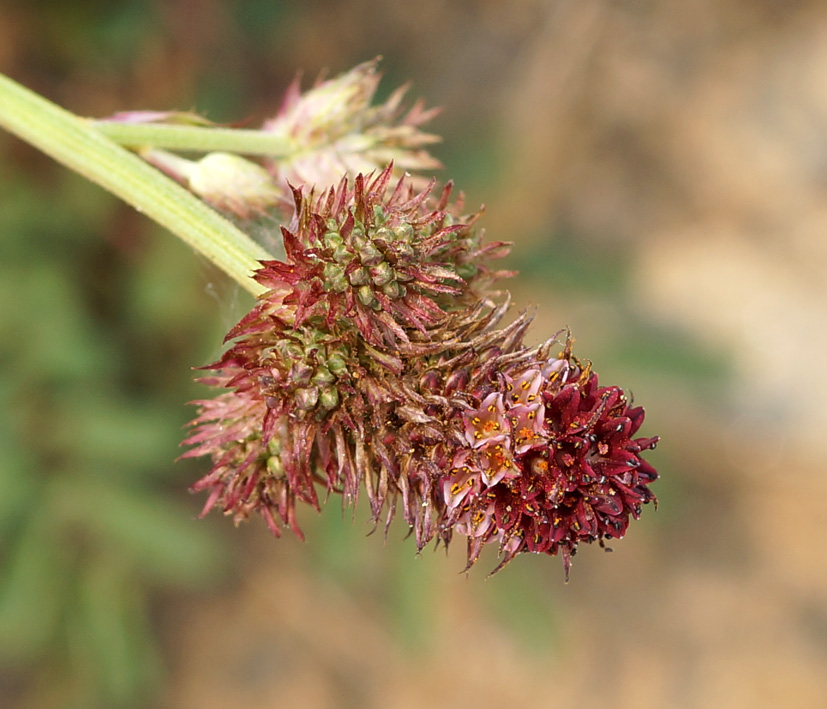 Image of Sanguisorba polygama specimen.