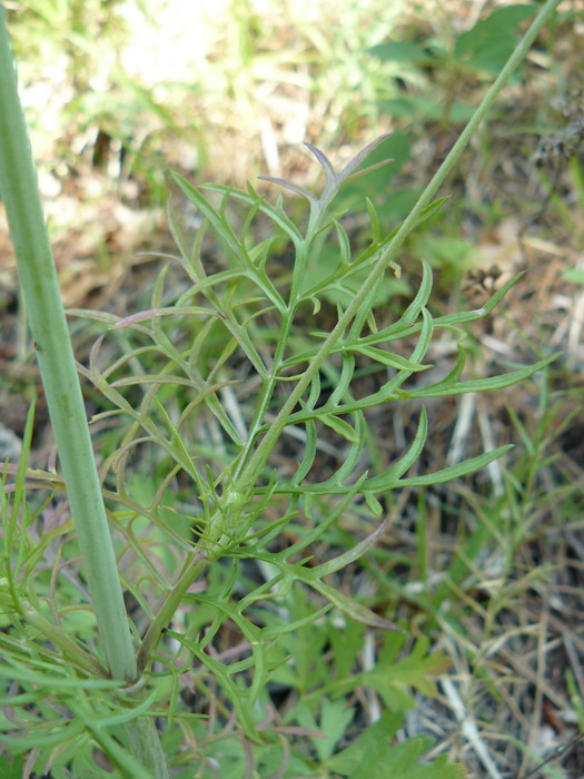 Изображение особи Scabiosa columbaria.