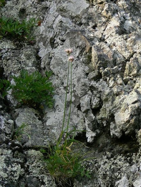 Image of Allium splendens specimen.