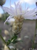 род Centaurea