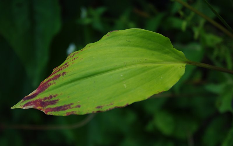 Изображение особи Allium prattii.