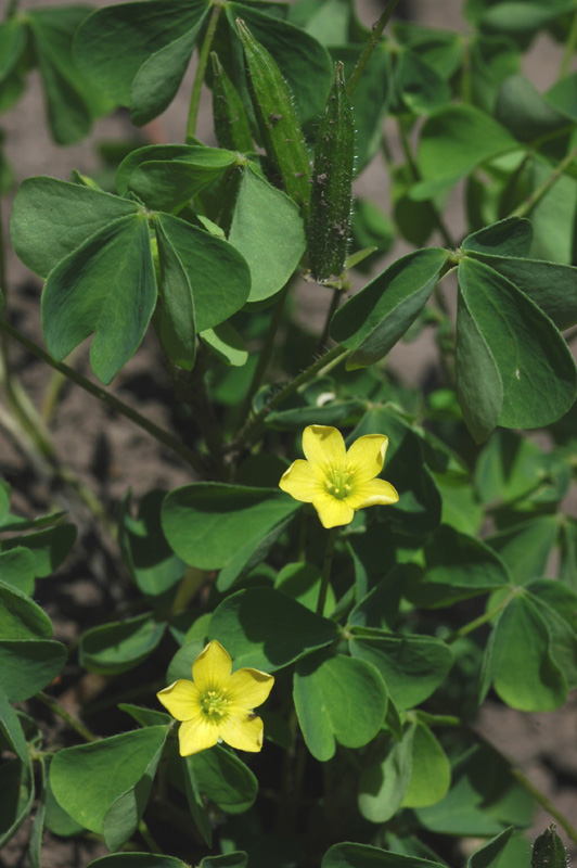 Image of Oxalis stricta specimen.