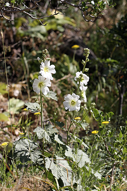 Image of Alcea nudiflora specimen.