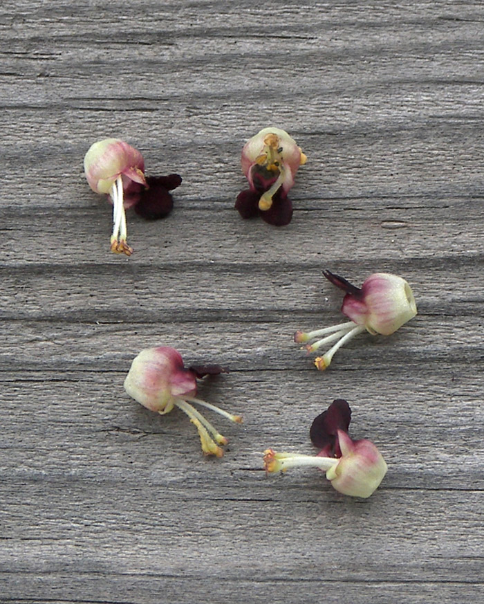 Image of Scrophularia olympica specimen.