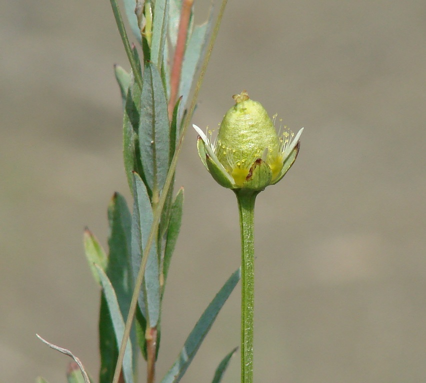 Изображение особи Parnassia palustris.